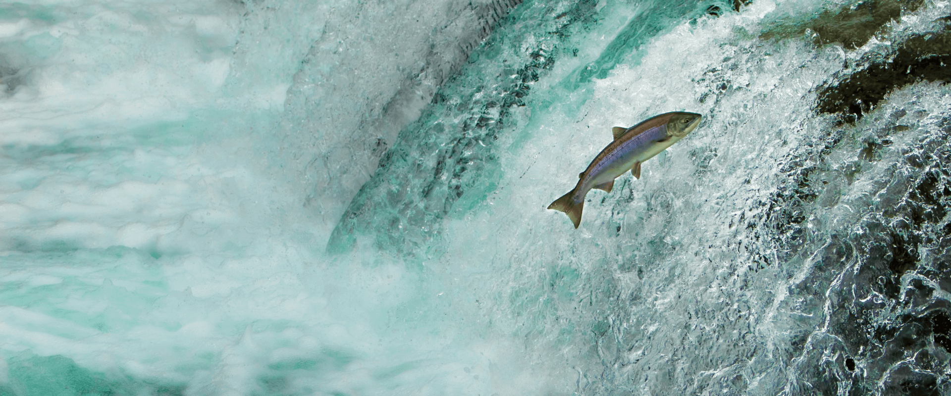 Fishgen Rectangle 2